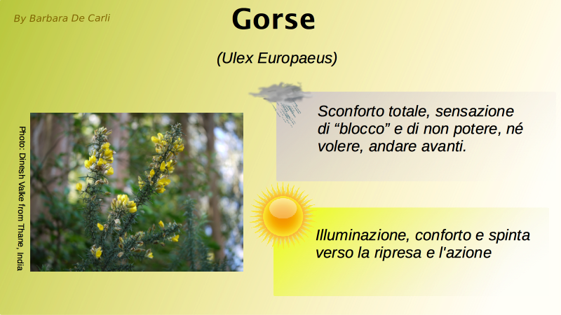 Gorse